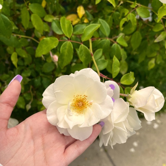 Meet your Posher, Laura - Picture 1 of 1